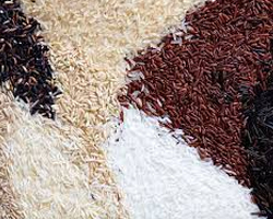 rice in india